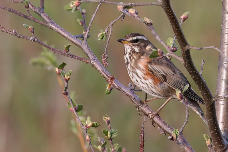 Redwing