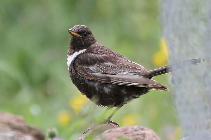 Ring Ouzel