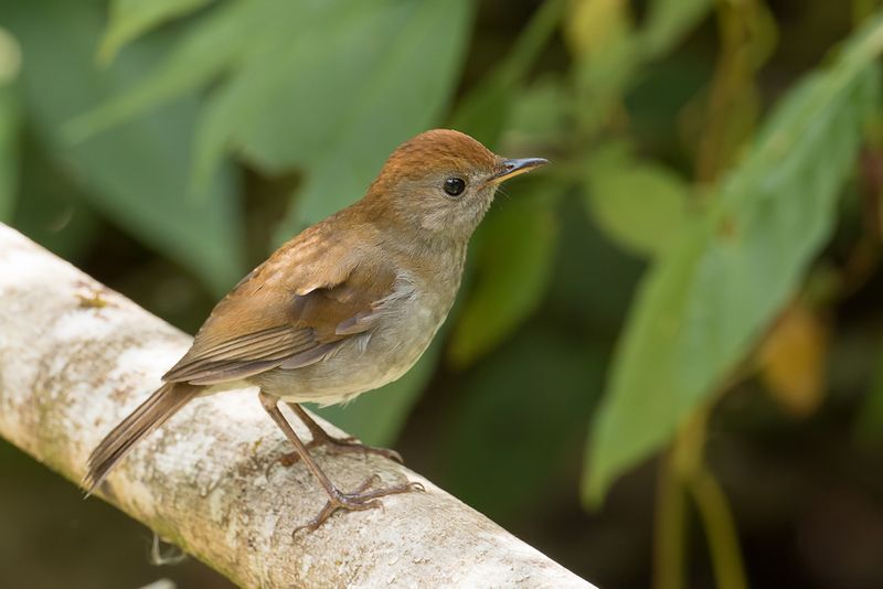 Ruddy-capped Nightingale-Thrush