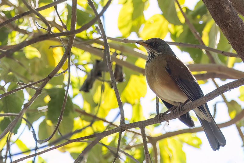 Rufous-backed Thrush