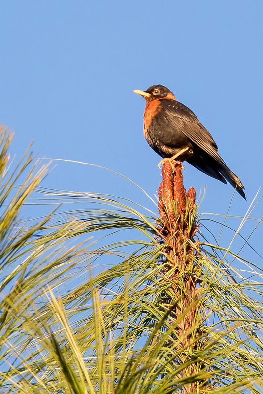 Rufous-collared Thrush