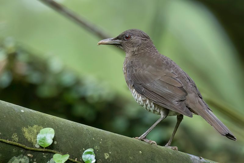 Sao Tome Thrush