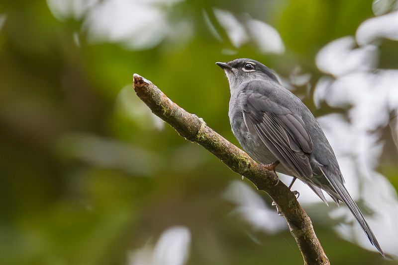 Slate-colored Solitaire