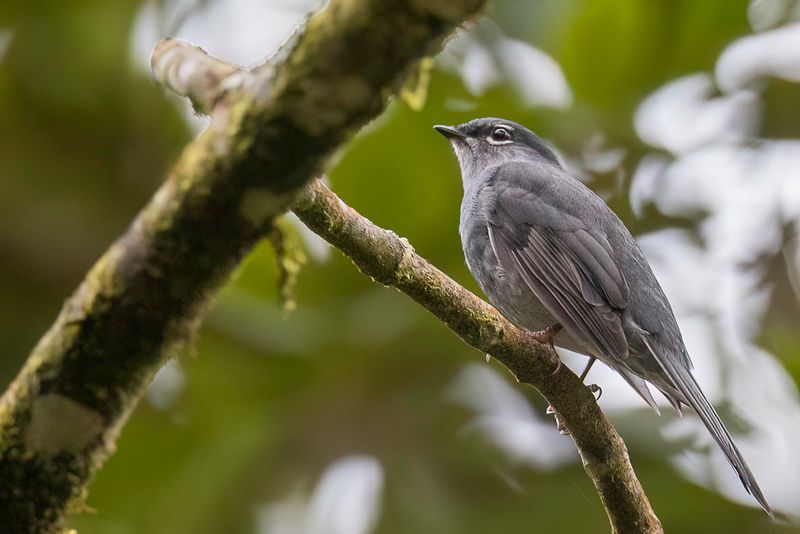 Slate-colored Solitaire