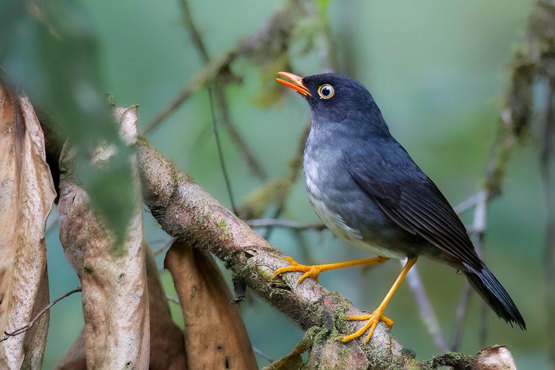 Slaty-backed Nightingale-Thrush