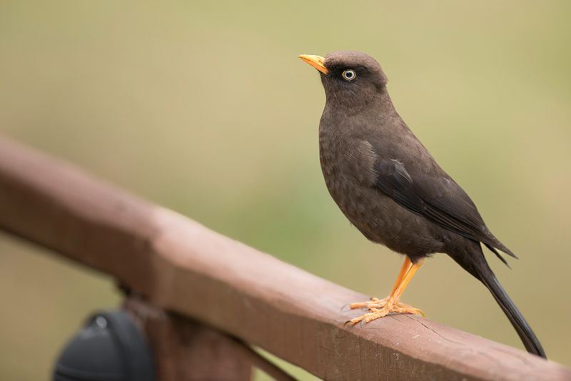 Sooty Thrush