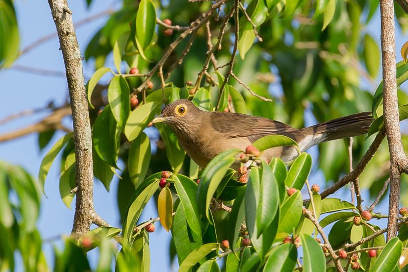 Spectacled Thrush