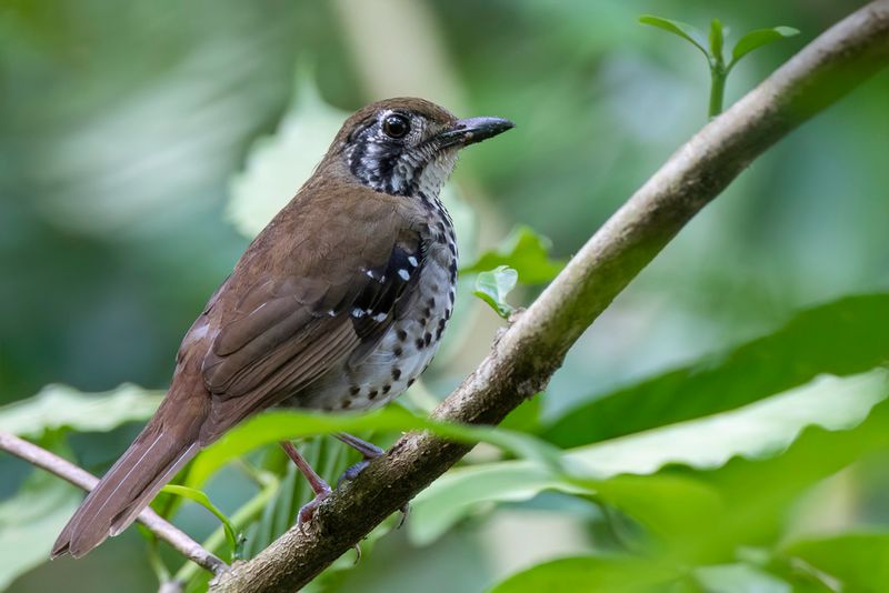 Spot-winged Thrush