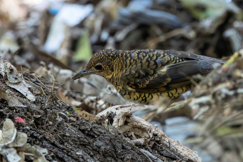 Sri Lanka Thrush