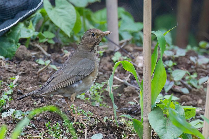 Tickell's Thrush (f)