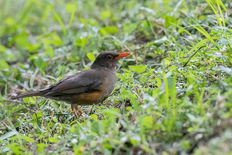 Usambara Thrush