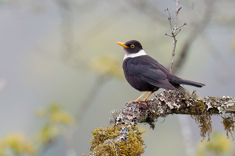 White-collared Blackbird
