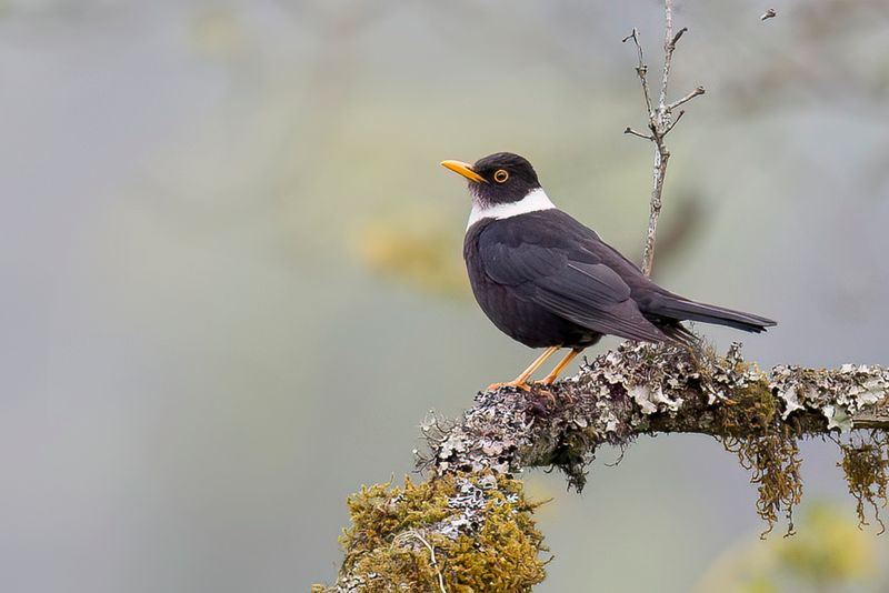 White-collared Blackbird