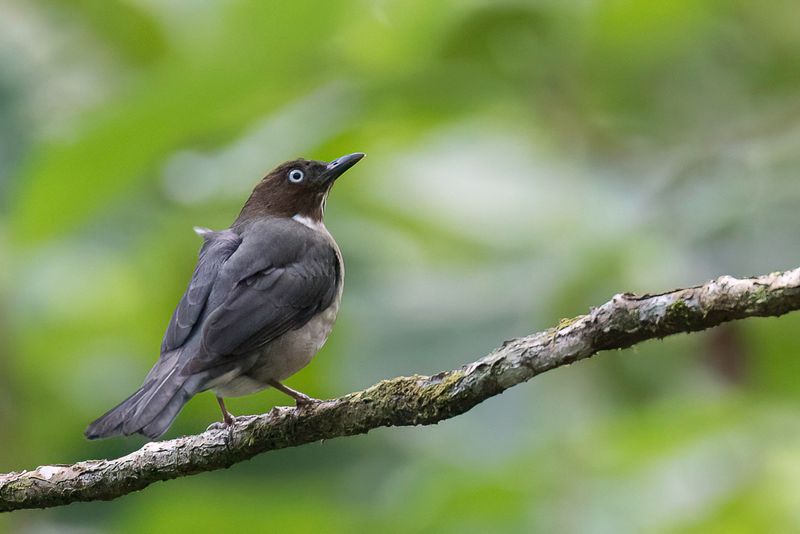 White-eyed Thrush