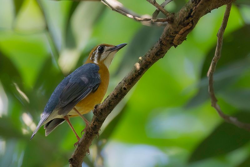 Orange-headed Thrush