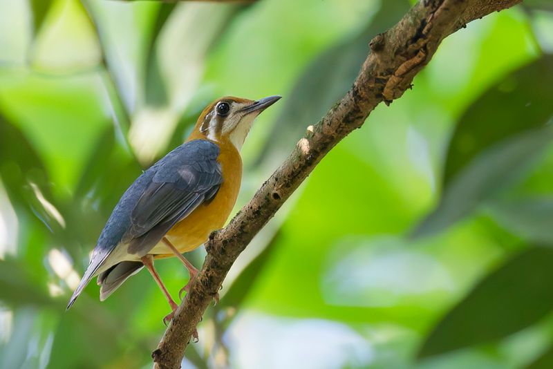 Orange-headed Thrush
