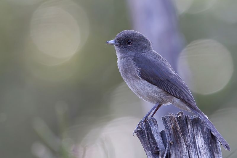 Abyssinian Slaty Flycatcher
