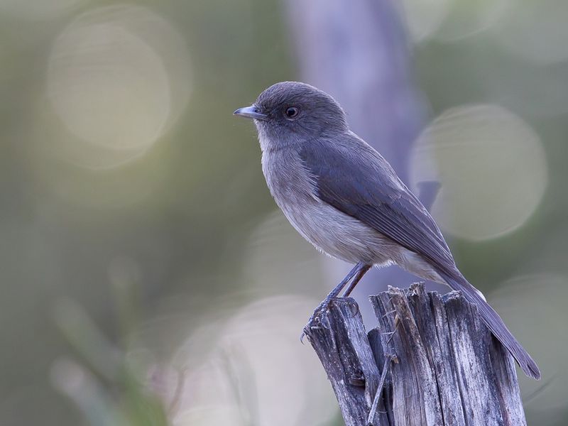 Abyssinian Slaty Flycatcher
