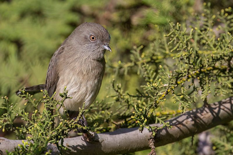Abyssinian Slaty Flycatcher