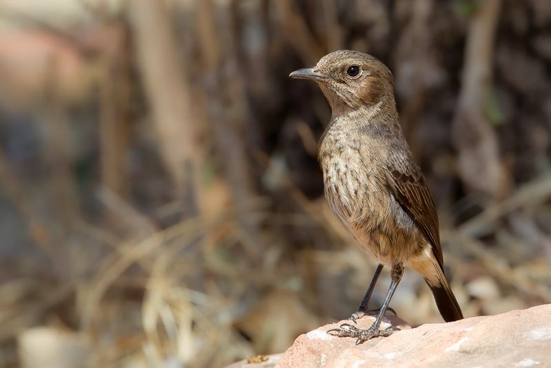 Abyssinian Wheatear (f)