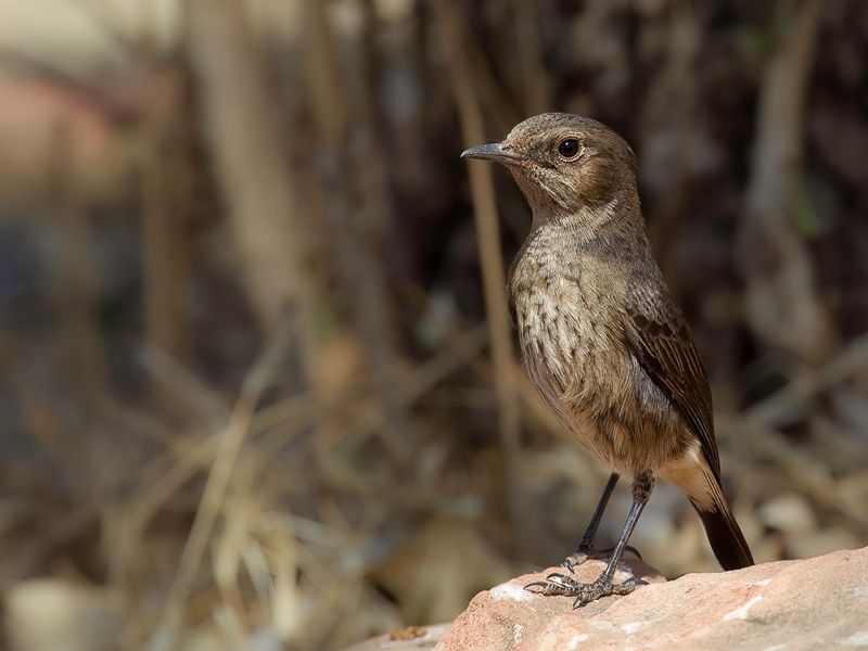 Abyssinian Wheatear (f)