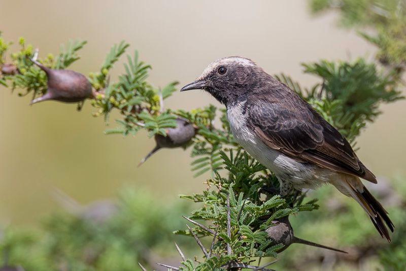 Abyssinian Wheatear (m)