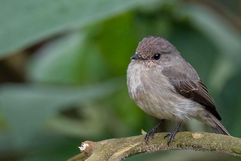African Dusky Flycatcher