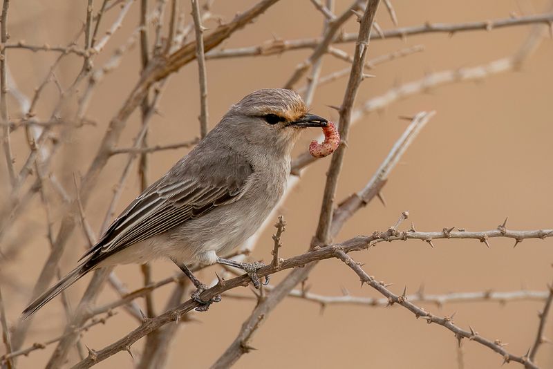 African Grey Flycatcher