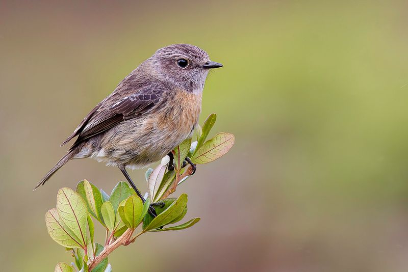 African Stonechat (f)