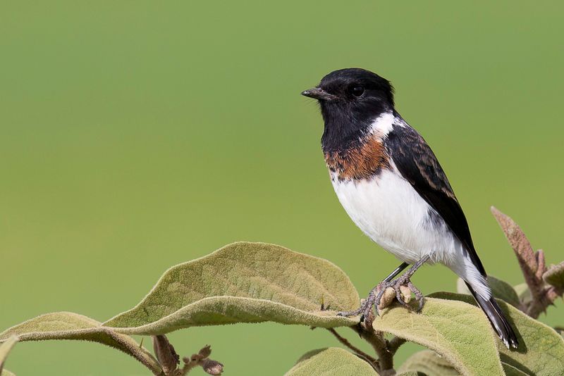 African Stonechat (m)
