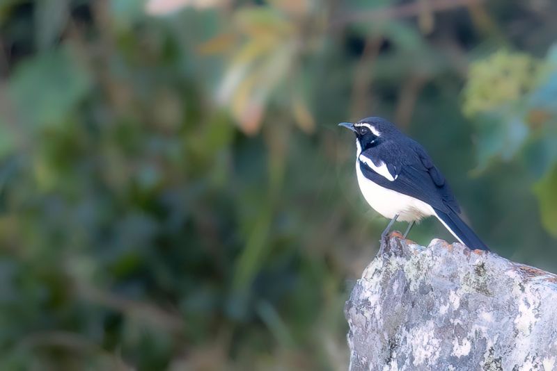 Angola Cave Chat