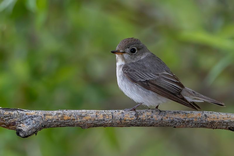 Asian Brown Flycatcher