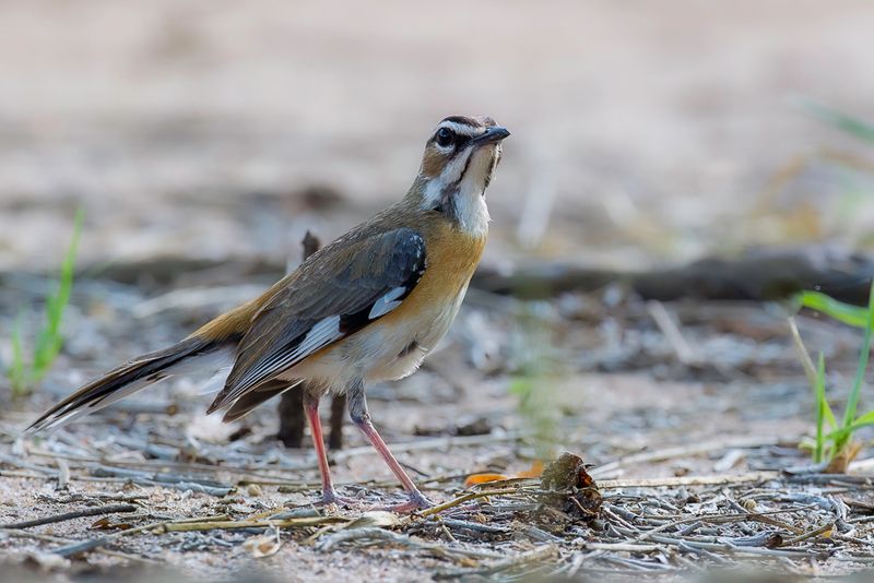 Bearded Scrub Robin
