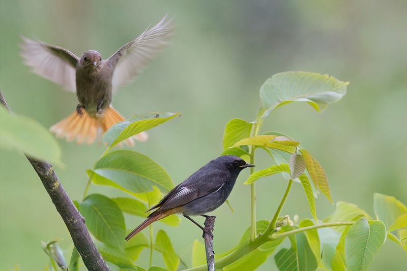 Black Redstart (m+f)