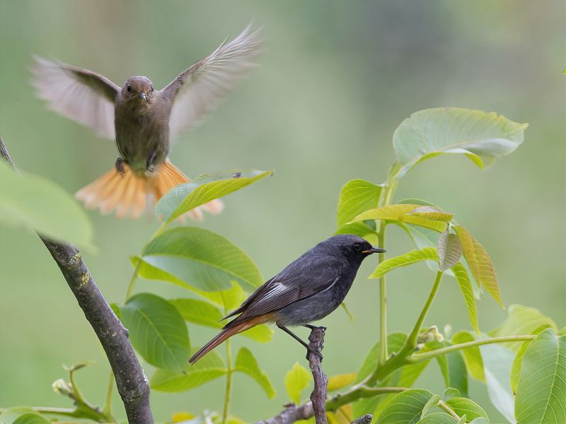Black Redstart (m+f)