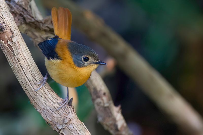 Black-and-orange Flycatcher