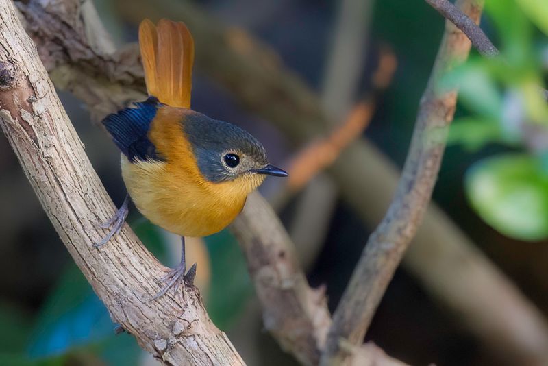 Black-and-orange Flycatcher