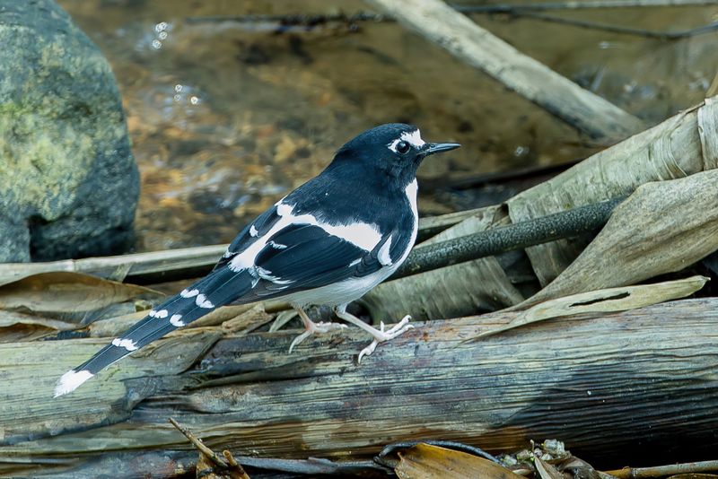 Black-backed Forktail