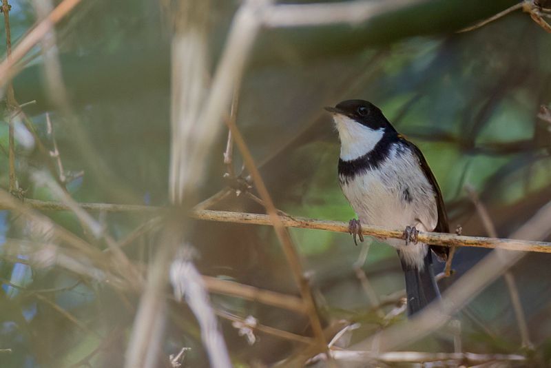 Black-banded Flycatcher