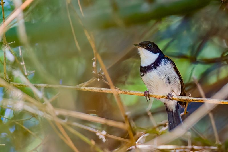 Black-banded Flycatcher