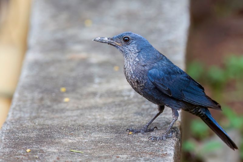 Blue Rock Thrush