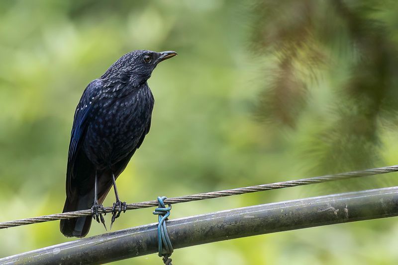 Blue Whistling Thrush