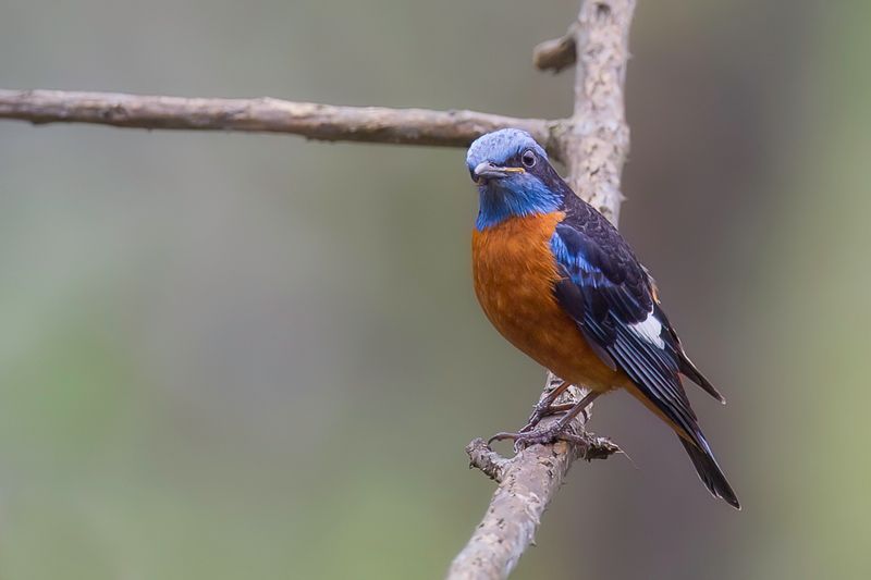 Blue-capped Rock Thrush