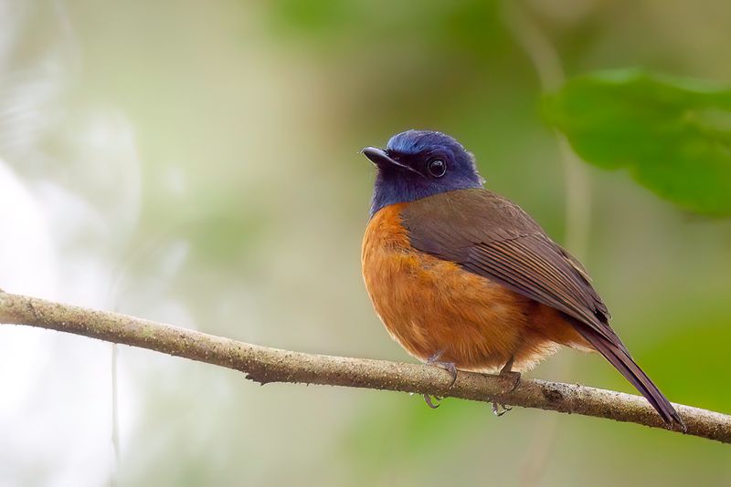 Blue-fronted Blue Flycatcher
