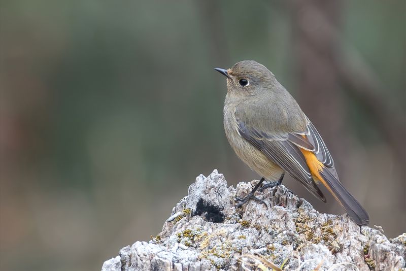 Blue-fronted Redstart (f)