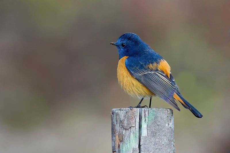 Blue-fronted Redstart (m)