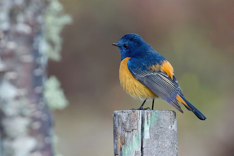 Blue-fronted Redstart (m)