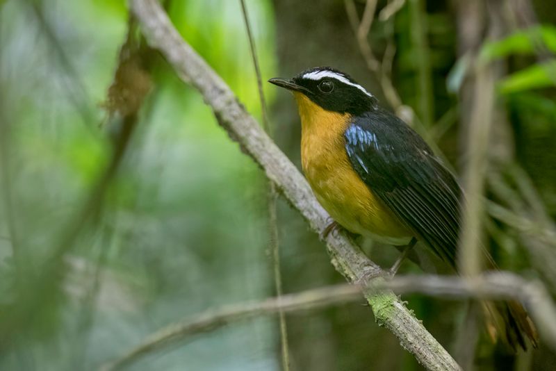 Blue-shouldered Robin-Chat