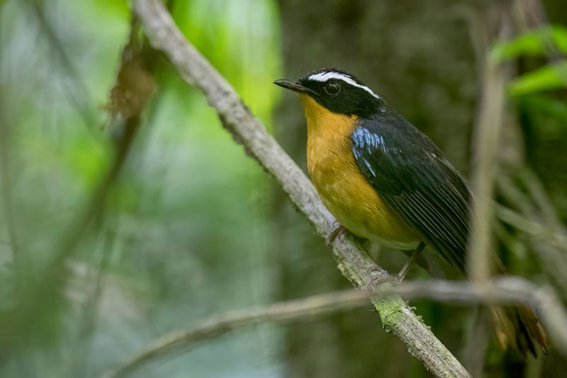 Blue-shouldered Robin-Chat