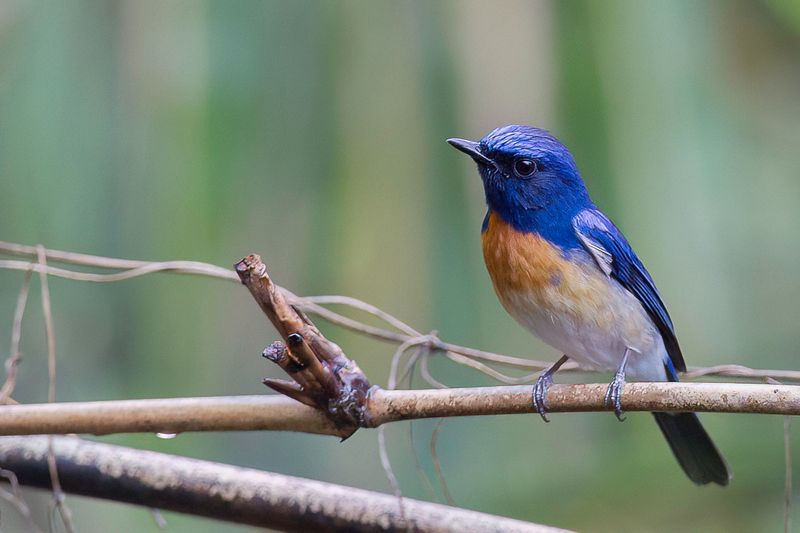 Blue-throated Blue Flycatcher